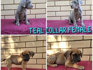 Neapolitan Mastiff – Munno Para