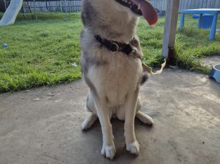 Husky – Morwell