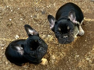 French Bulldog – Milawa
