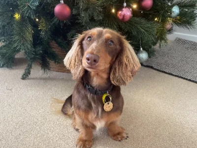 Miniature Dachshund – Atwell