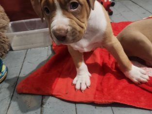 American Staffordshire Bull Terrier – Herston