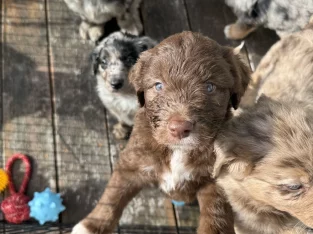 Bordoodle – Cronulla