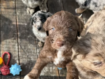 Bordoodle – Cronulla