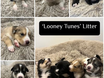 Other Dogs – Camira