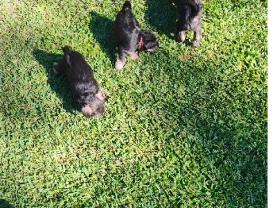 Schnauzer (Miniature) – Caboolture