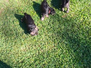 Schnauzer (Miniature) – Caboolture