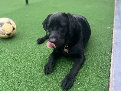 Labrador Retriever – Middleton Grange