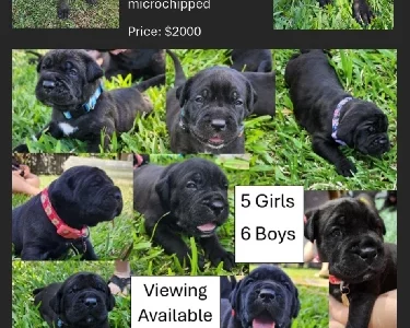 Cane Corso – Alice River