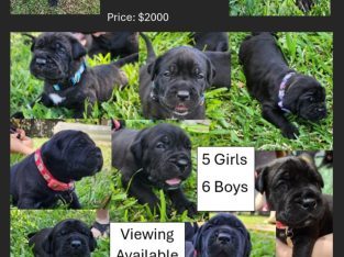 Cane Corso – Alice River