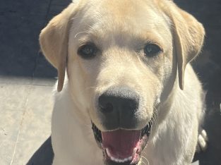 Labrador Retriever – New South Wales