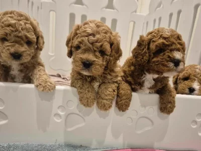 Cavoodle – Junortoun