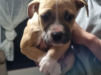 American Staffordshire Bull Terrier – Campbelltown