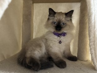 Ragdoll – Ripley