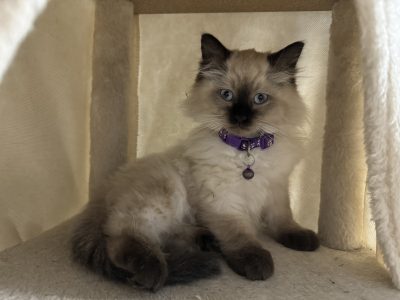 Ragdoll – Ripley