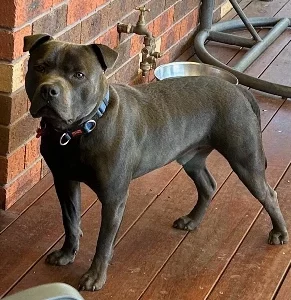 Staffordshire Bull Terrier – Springvale