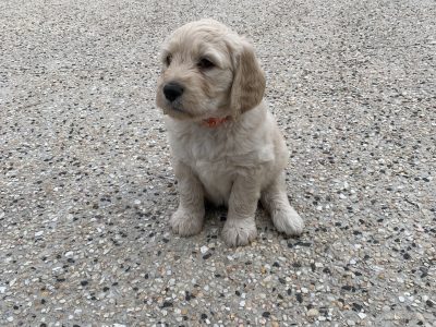 Groodle – Shailer Park