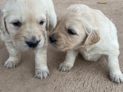 Golden Retriever – Bayswater