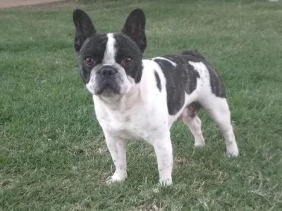 French Bulldog – Haigslea