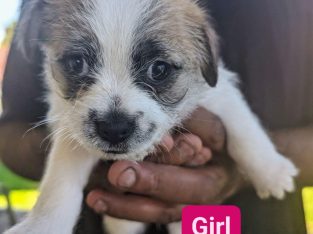 Maltese – Girraween