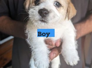 Maltese – Girraween