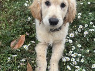Golden Retriever – South Morang