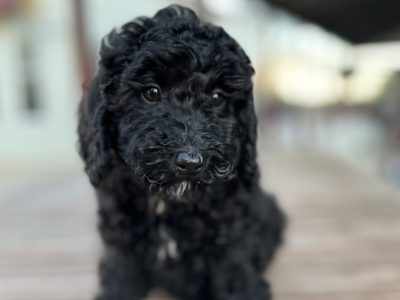 Poodle – Tallimba