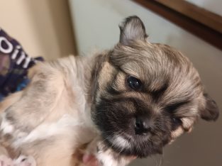 Tibetan Spaniel – Wundowie