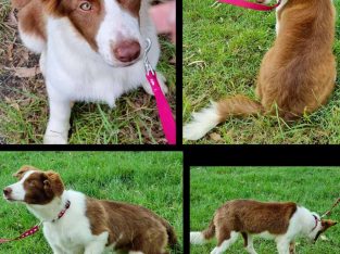 Border Collie – Moogerah
