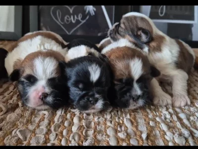 Shih Tzu – Rockhampton City