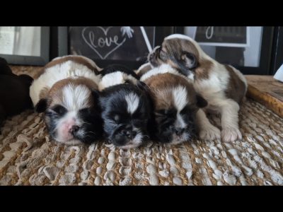 Shih Tzu – Rockhampton City
