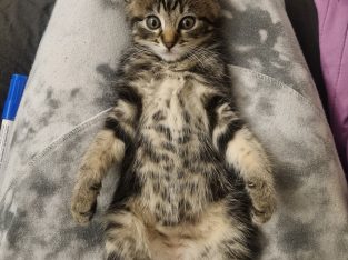 Other Cats – Midland