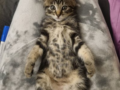 Other Cats – Midland