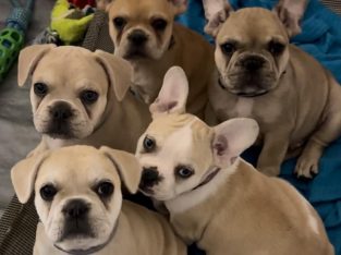 French Bulldog – Beaudesert