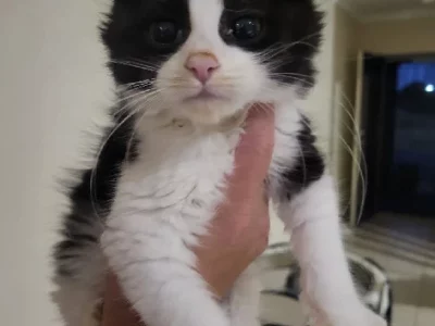 Domestic Short Hair (DSH) – Mernda