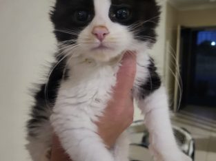 Domestic Short Hair (DSH) – Mernda