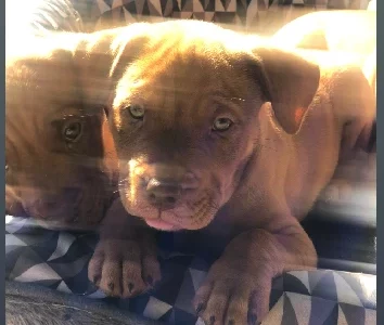 Rottweiler – Pallara