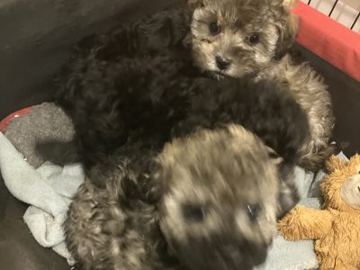 Moodle – Lima East