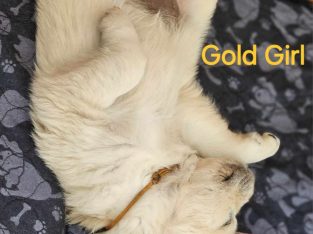 Golden Retriever – Mount Vincent