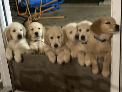 Golden Retriever – Toogoom