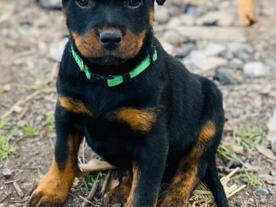 Rottweiler – Mortlake