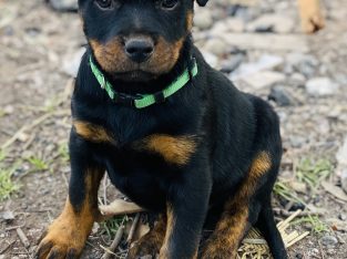 Rottweiler – Mortlake