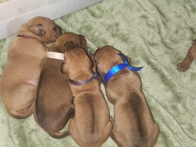 Rhodesian Ridgeback – Applecross