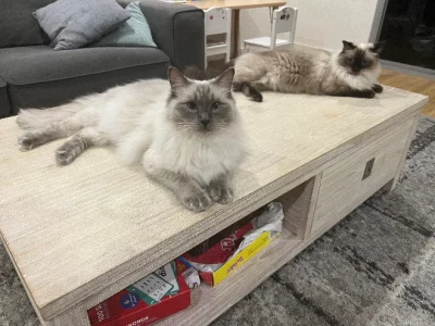 Ragdoll – Roselands