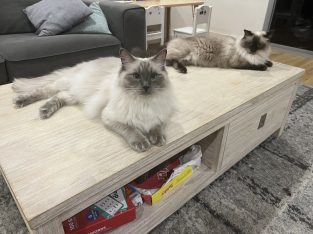 Ragdoll – Roselands