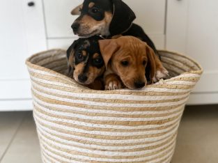 Dachshund – Flagstone