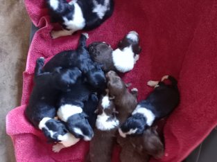 Bordoodle – Lovely Banks