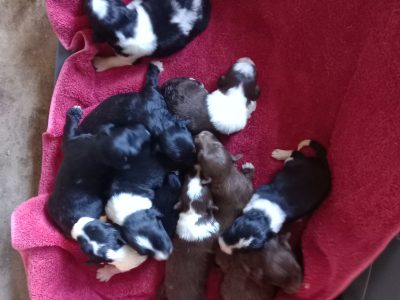 Bordoodle – Lovely Banks