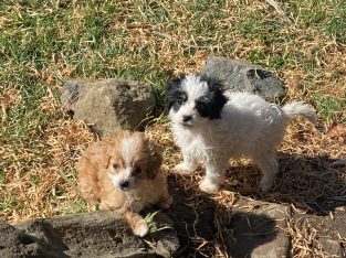Cavoodle – Guyra