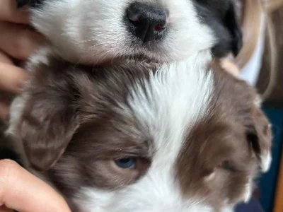 Border Collie – Sunshine