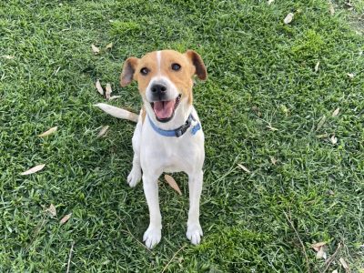 Fox Terrier – Tahmoor